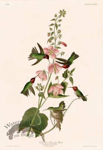 425 Annas Hummingbird